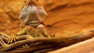 bearded dragon