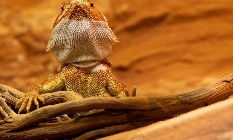 bearded dragon